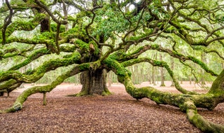 Angel Oak