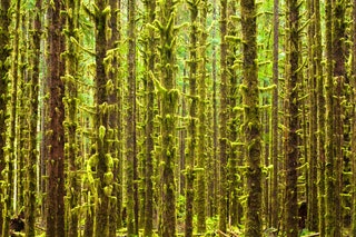 Washington Hoh Rain Forest