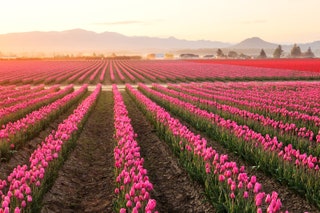 Skagit Valley tulips Washington