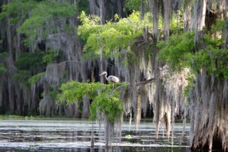 Atchafalaya Basin Louisiana