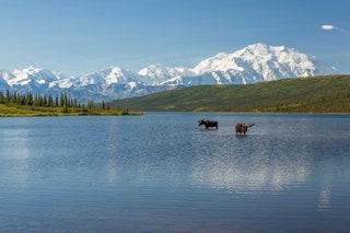 Alaska Wonder Lake Denali National Park