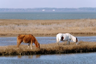 Assateague Island National Seashore