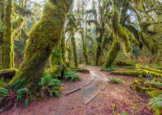 Hoh Campground Olympic National Park Washington