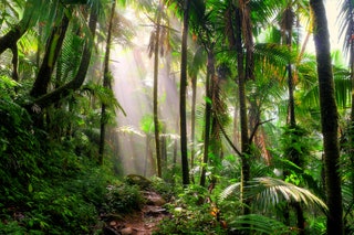 El Yunque Puerto Rico