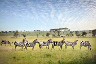 Serengeti National Park Tanzania