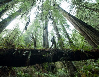 Jedediah Smith Redwoods State Park