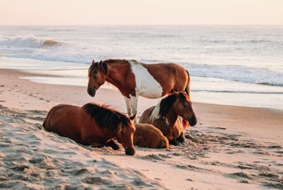 Wild horses on Assateague Island at sunrise