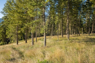 Idaho Farragut State Park