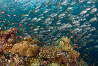 Barracuda Point Sipadan Island Malaysia