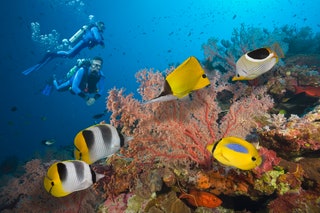 Great Barrier Reef Queensland Australia