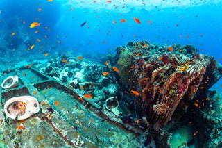 Shark and Yolanda Reef Ras Mohammed National Park Egyptian Red Sea