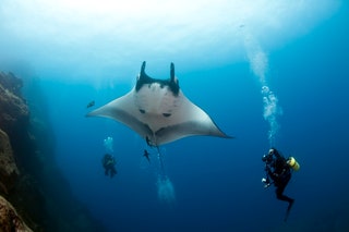 Socorro Island Mexico