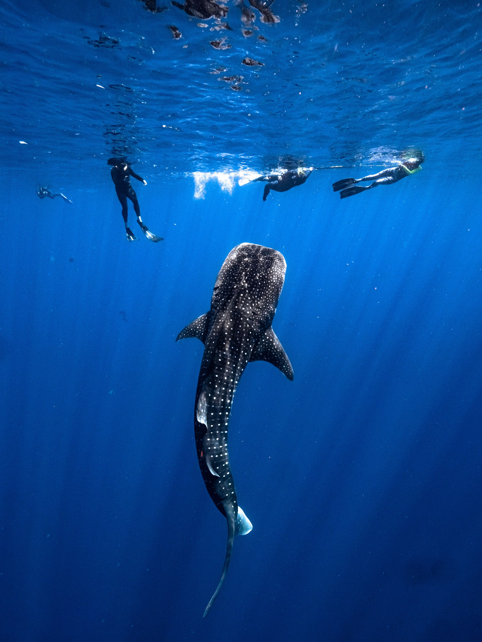 Ningaloo Discovery