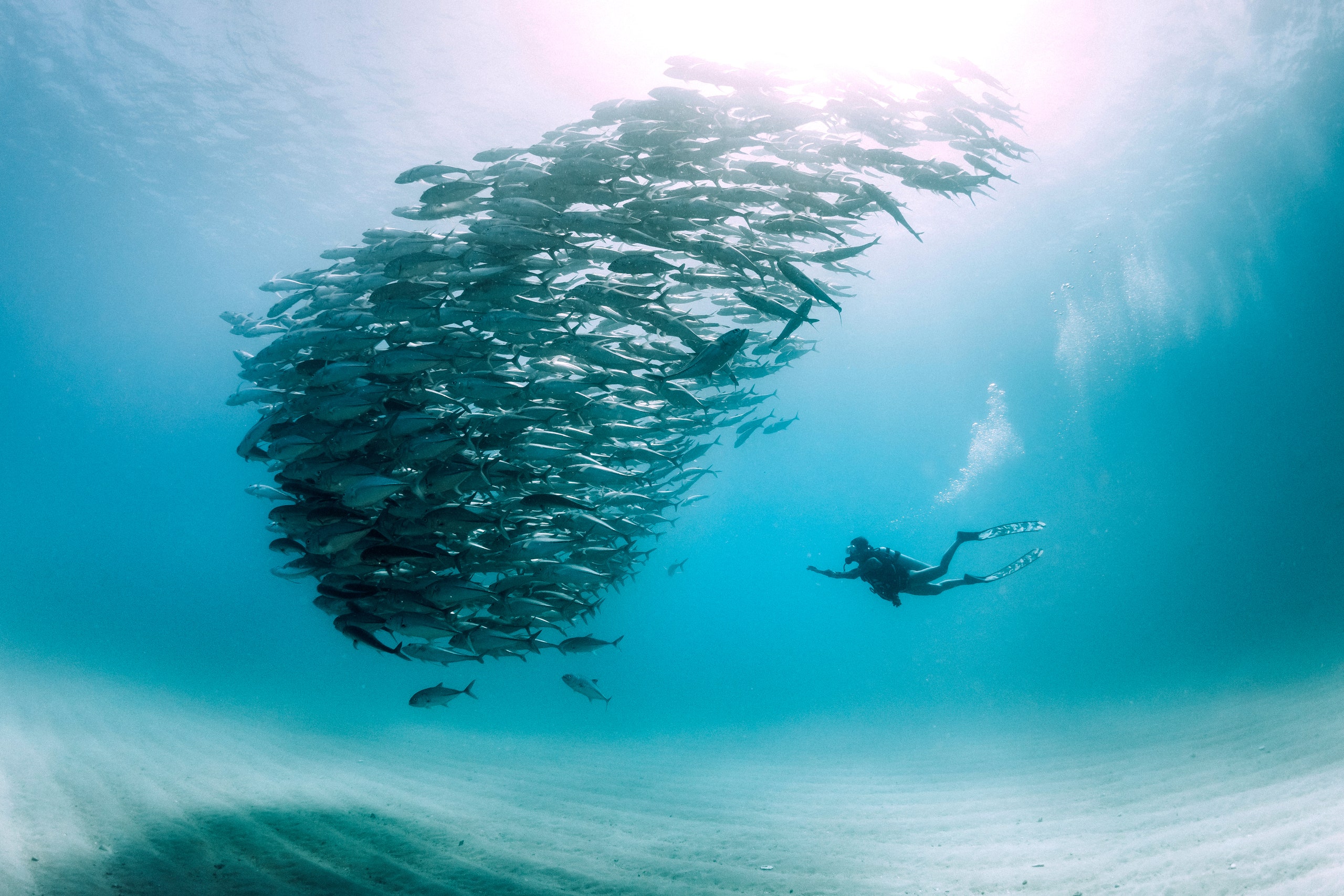 Adventure Interacting with Marine Life