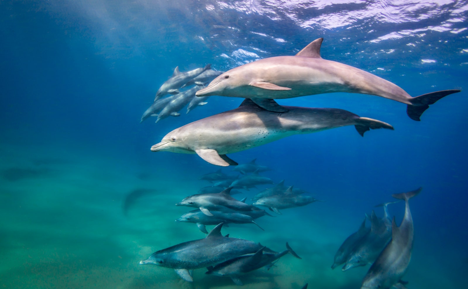 Dolphins in Mozambique