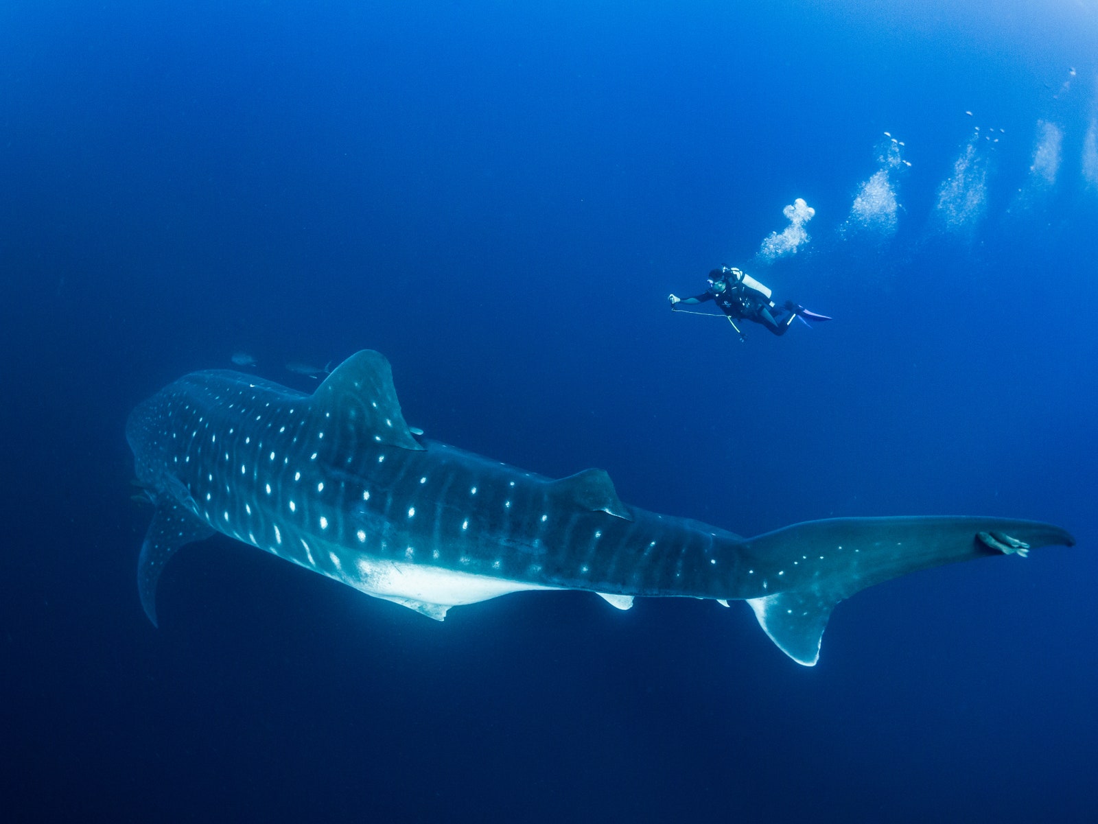 whale shark