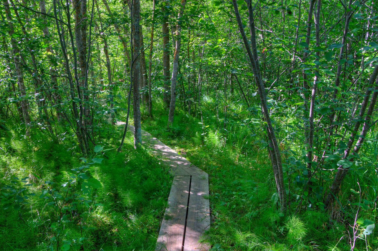 Lake Bemidji State Park Minnesota