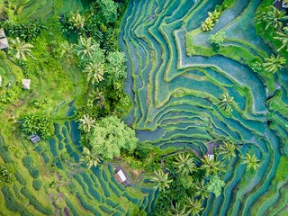 Aerial view drone shot of rice terrace in Tegallalang Ubud in Bali Indonesia.