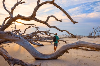 Georgia Driftwood Beach