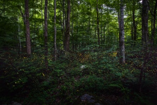 Synchronous fireflies  flashing light during their mating season at Great Smokey National Park.. Animal Invertebrate...