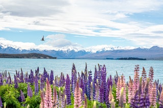 Lake Tekapo New Zealand