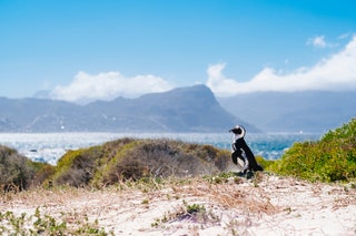 Boulders Beach South Africa