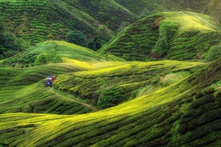 Cameron Highlands Malaysia