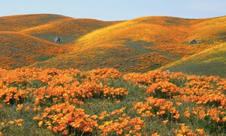 Antelope Valley California