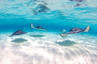 Stingray City Grand Cayman Cayman Islands Caribbean