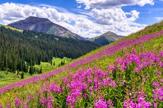 Image may contain Nature Outdoors Scenery Landscape Plant Vegetation Purple Wilderness Land Tree and Woodland