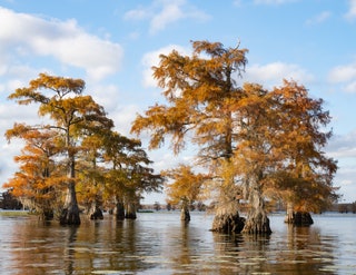 Image may contain Land Nature Outdoors Swamp Water and Scenery