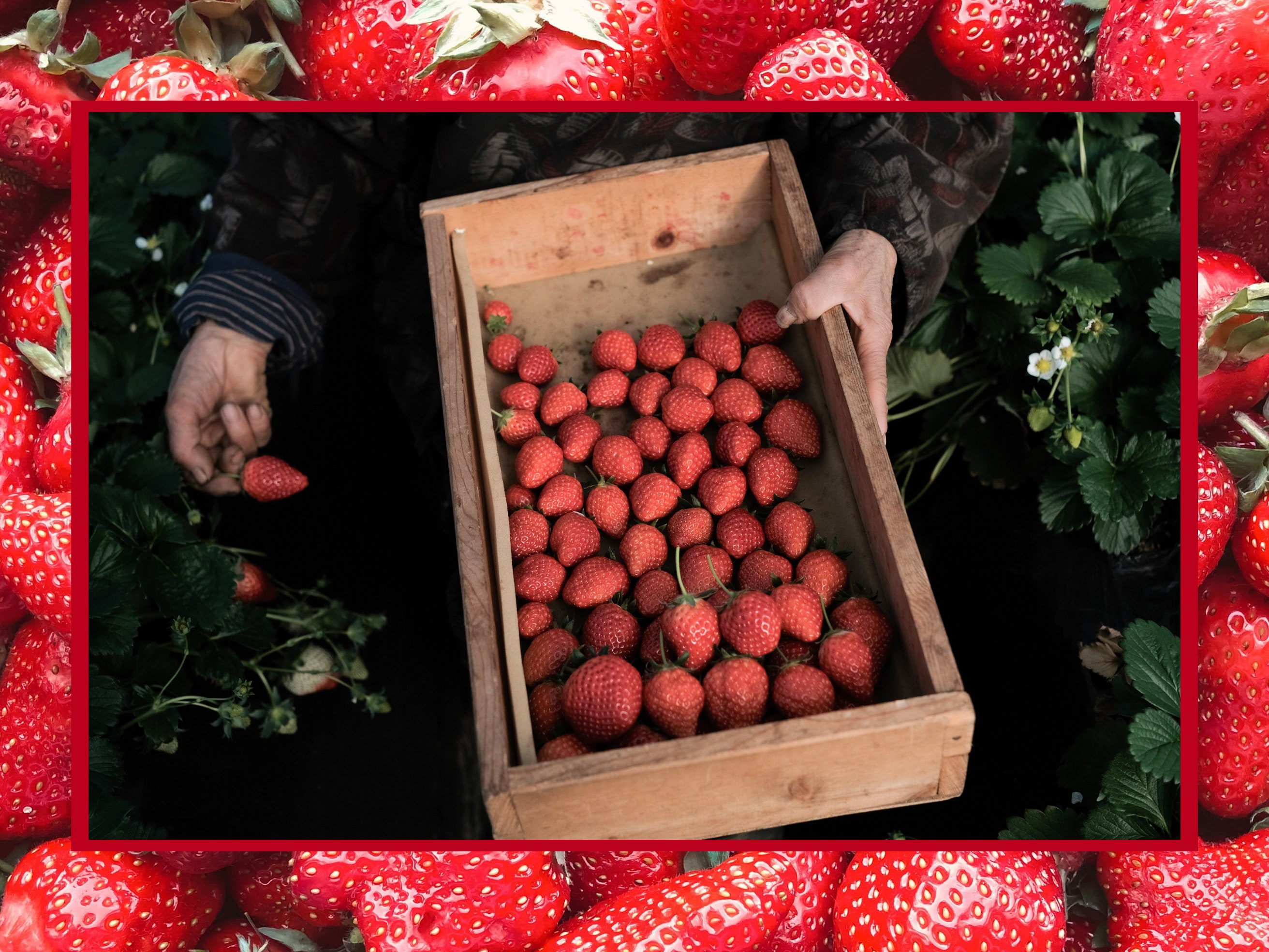 Layover in Tokyo? Go Strawberry Picking Next to Narita Airport