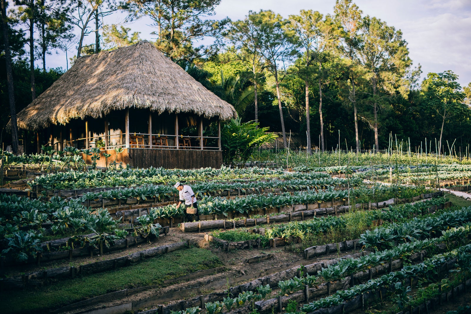 A Barefoot, Botanical Retreat at the Coppola Hideaways in Belize