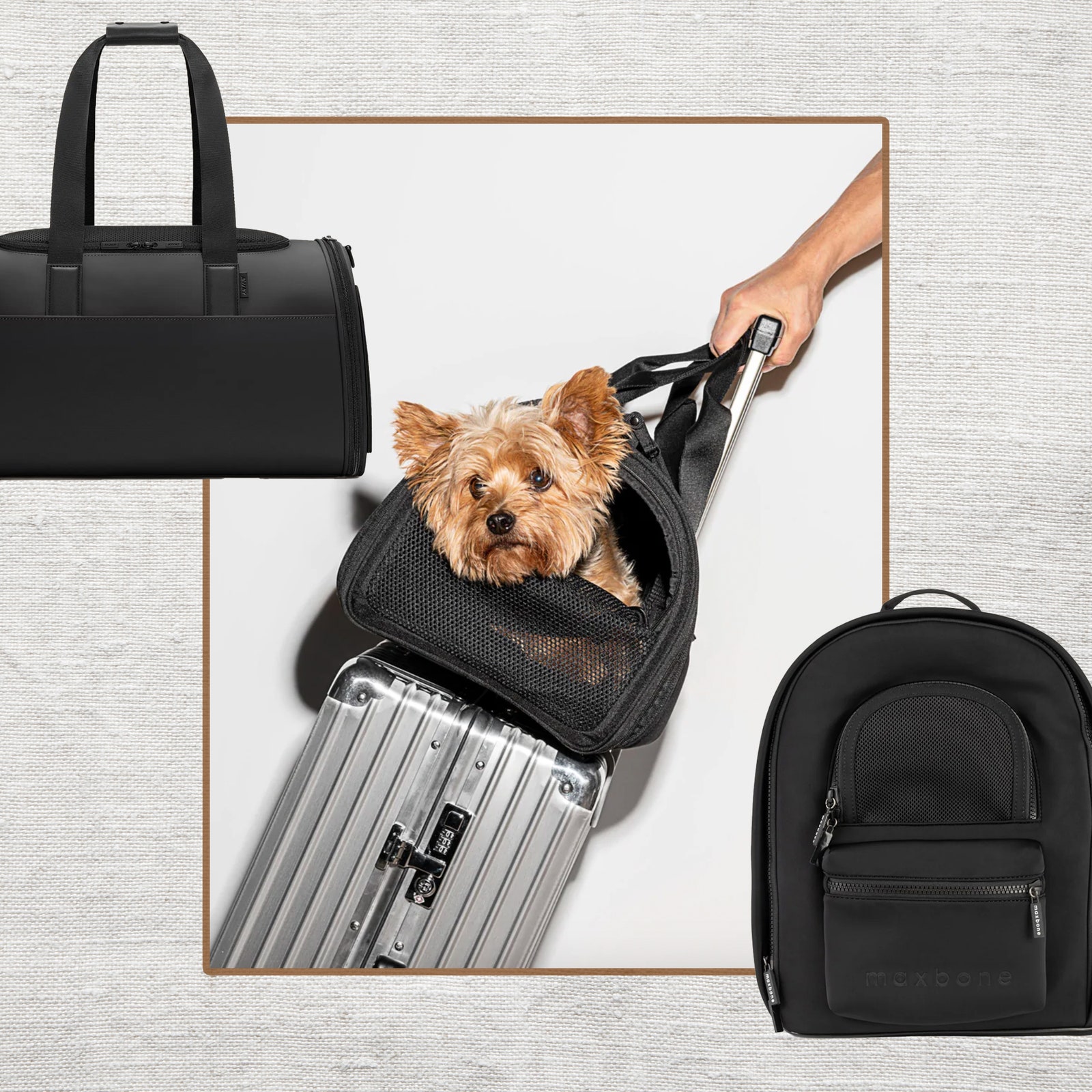 15 Best Pet Carriers to Keep Dogs and Cats Comfortable and Safe in Transit