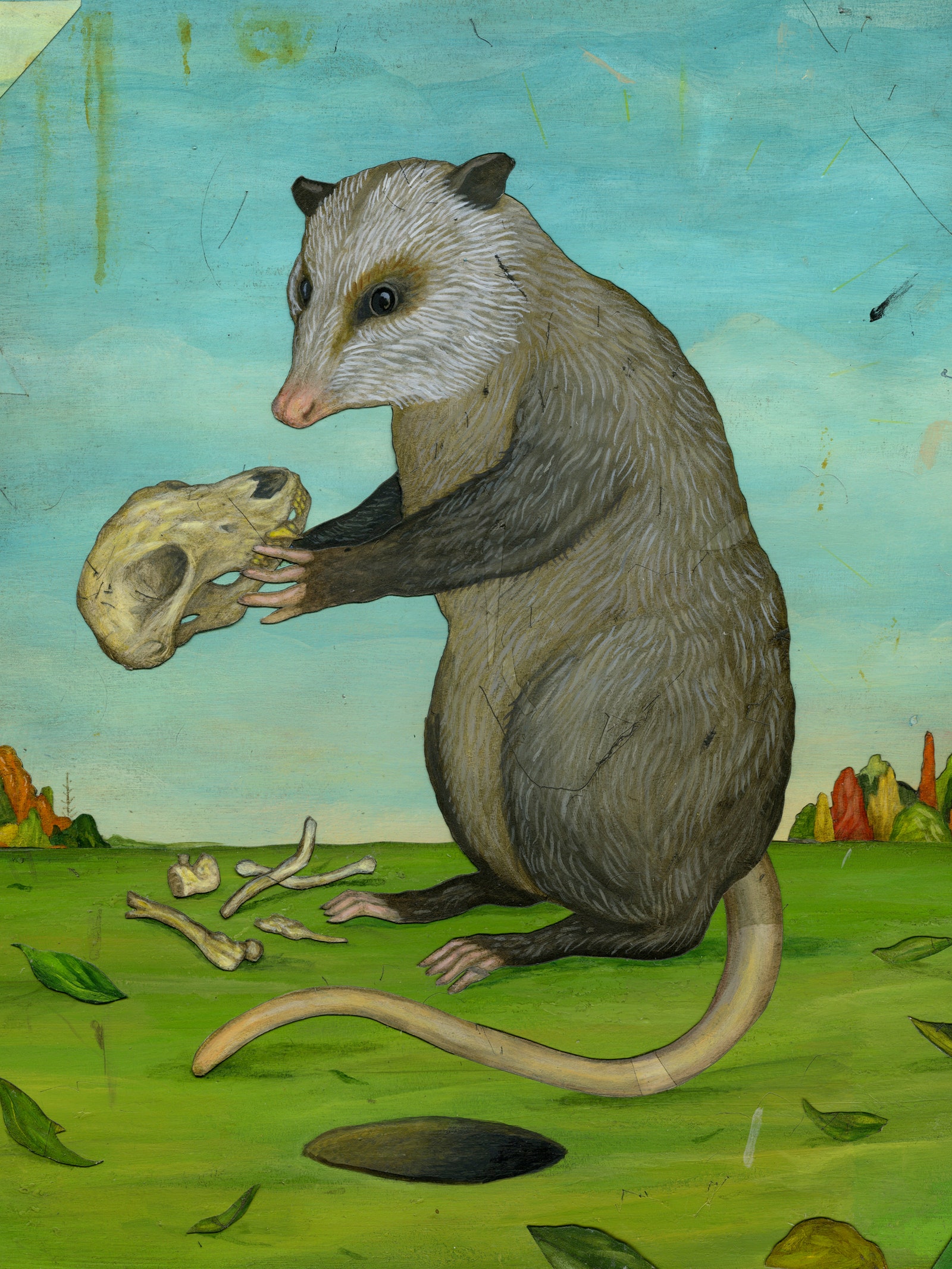 a possum looking at a skull.