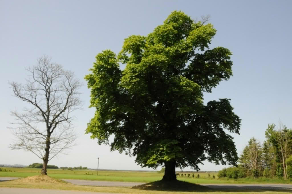 Ulmus glabra