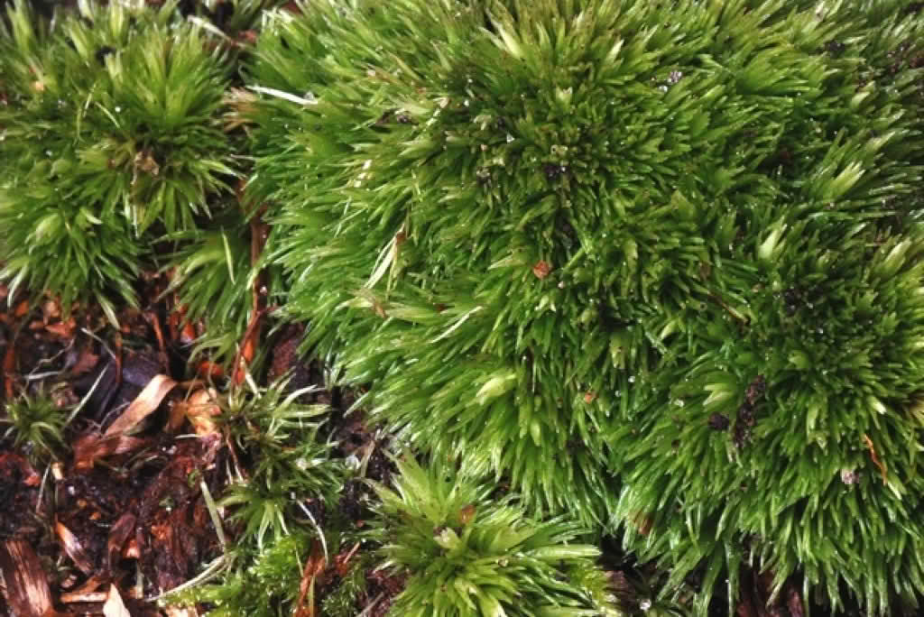 Leucobryum glaucum