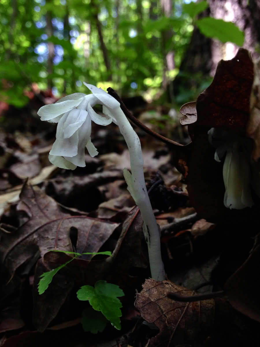 Monotropa uniflora