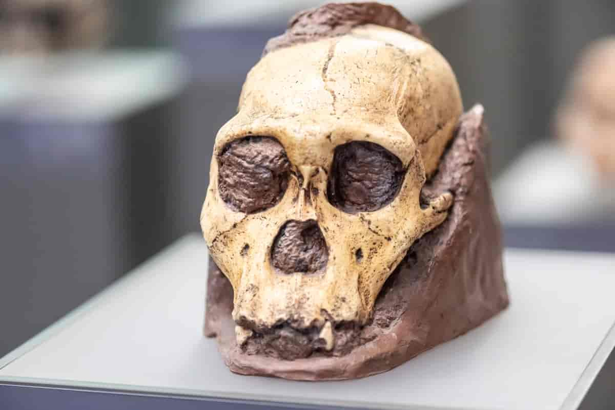 Australopithecus sediba