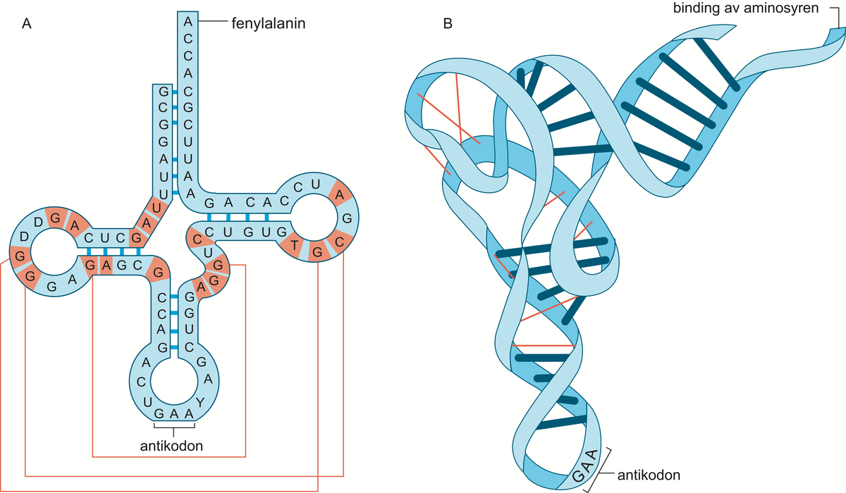 RNA.