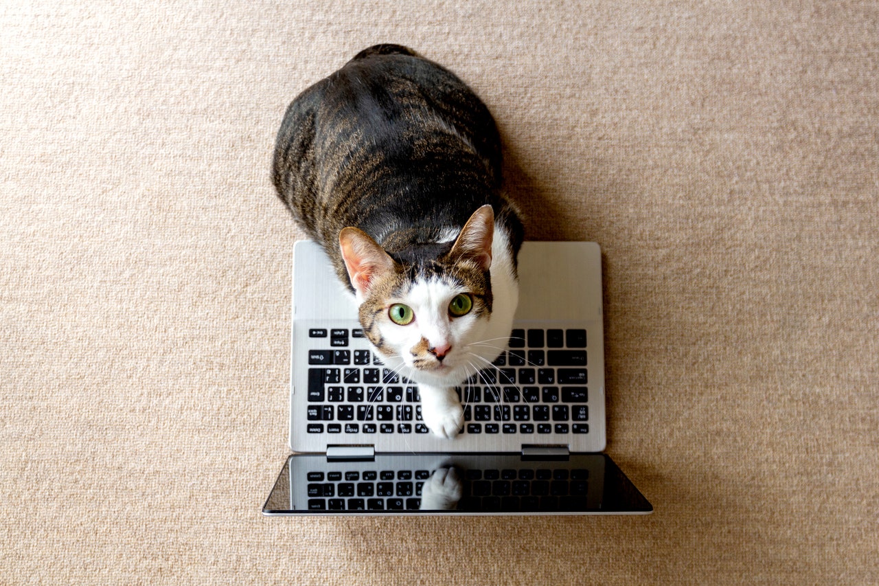 The Best YouTube Channels for Your Cat