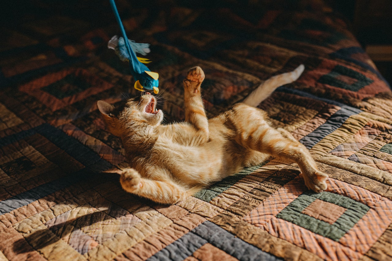 Our Favorite Cat Toys, Litter Boxes, and Other Feline Supplies