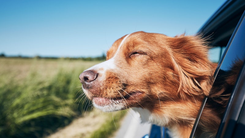 Model Y Is Getting a Mutt Makeover, Joining the List of Cars Designed for&-and by&-Dogs