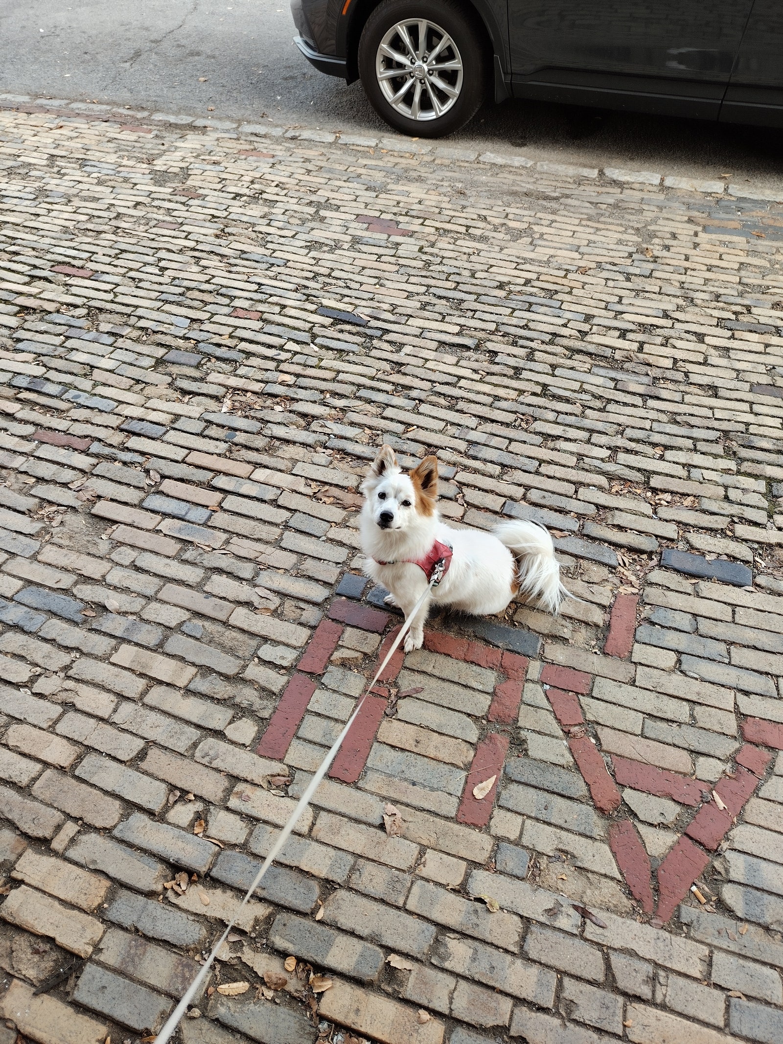 Leashed small white dog with brown ear sitting obediently on a cobblestone sidewalk