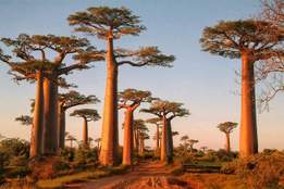 baobab-trees