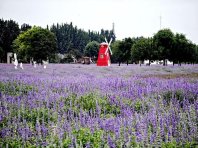 永定河畔紫谷伊甸园：百亩紫色花海随风起浪