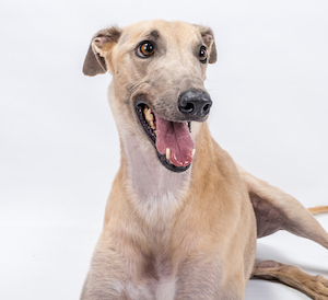 Grady the Greyhound, live mascot