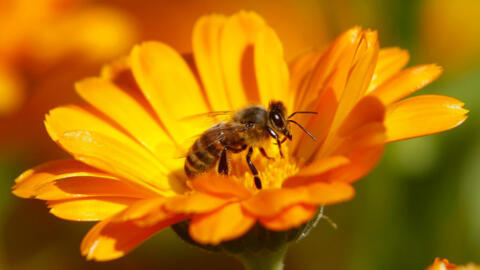 L'abeille butineuse est un élément clé de la biodiversité grâce à son travail de pollinisation.