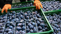 In 2023, Moldova -- whose fruit industry used to depend on Russia -- became the number one plum exporter to the European Union