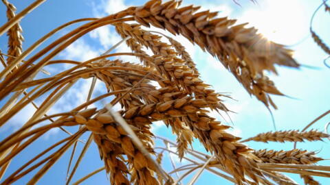 FILE PHOTO: Wheat is seen in a field near the southern Ukranian city of Nikolaev July 8, 2013.   REUTERS/Vincent Mundy/File Photo